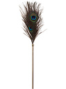 Peacock Tickler